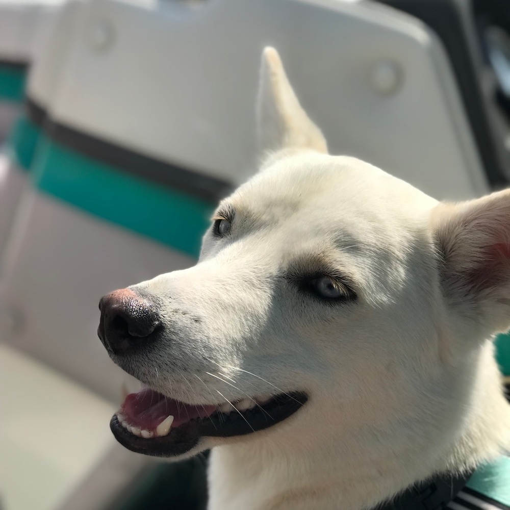 Meet your Posher, Ava